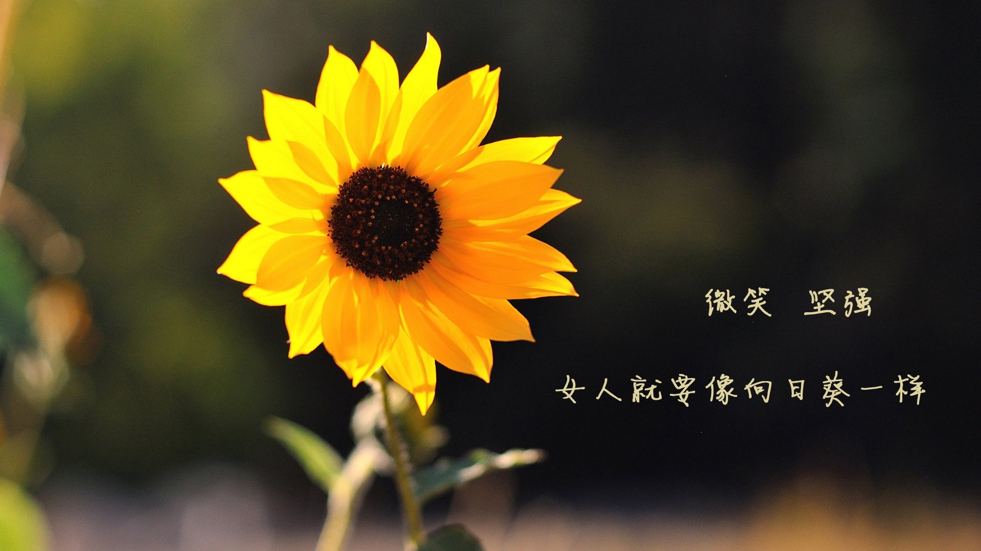 跨越五洲,轻艇马拉松架起友谊之桨,世界陆上赛艇马拉松